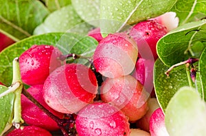 Karanda fruit in the Thai market