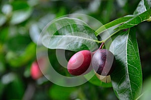 Karanda fruit in Thailand