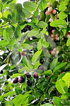 Karanda fruit in Thailand