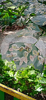 Karanja Millettia pinnata  leaves infected with warms