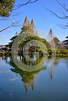 Karasaki pine trees with winter protection in Kenrokuen Garden in Japan