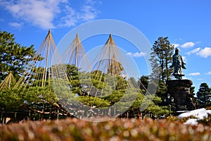 Karasaki pine trees with winter protection in Kenrokuen Garden in Japan