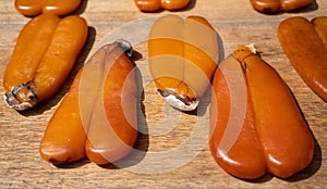 Karasumi mullet roe drying outside in Taiwan