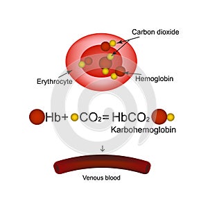 Karbogemoglobin. Hemoglobin carries carbon dioxide. Infographics. Vector illustration