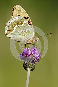 Kardinaalsmantel, Cardinal, Argynnis pandora