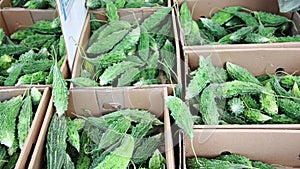 Karela, bitter gourd, on display on a market stall. Slow motion.