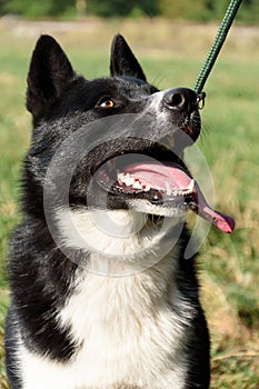 Karelian Bear Dog