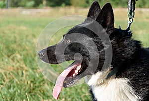 Karelian Bear Dog