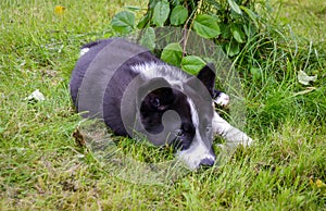 Karelian Bear Dog