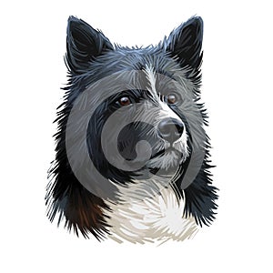 Karelian Bear Dog, KBD, Karjalankarhukoira, Karelsk Bjornhund dog digital art illustration isolated on white background. Finland