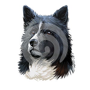 Karelian Bear Dog, KBD, Karjalankarhukoira, Karelsk Bjornhund dog digital art illustration isolated on white background. Finland