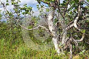 Karelian birch
