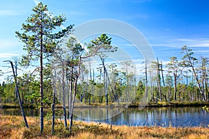 Karelian swamp with lake in evergreen wood