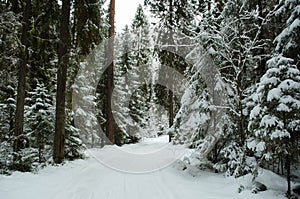 Karelian winter forest