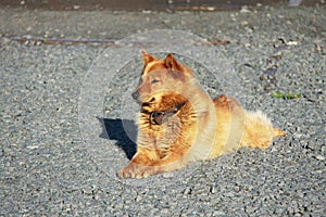 Karelo-Finnish Laika also known as Finnish Spitz