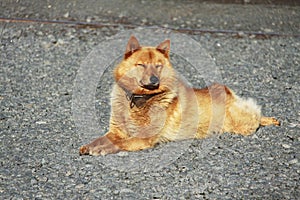 Karelo-Finnish Laika also known as Finnish Spitz