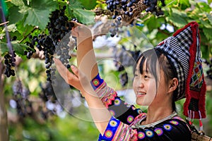 Karen Asian teenage girl worker collecting grapes in vineyard in autumn, harvest concept