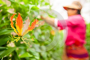 A Karen woman working in flower garden greenhouse