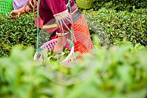 Karen women plucking fresh tea leaves in oolong tea garden