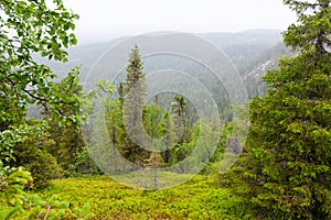 Karhunkierros trail. View from summery Valtavaara hill.