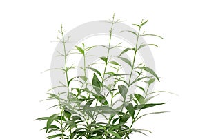 Kariyat or Andrographis paniculata, branch green leaves isolated on white background