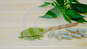 Kariyat or andrographis paniculata powder in wooden spoon with herbal capsules and banch green leaves wood background