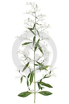 Kariyat isolated on white background.