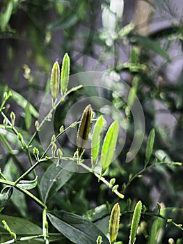 Kariyat plant or Andrographis paniculata.green leaves and small flower around tree