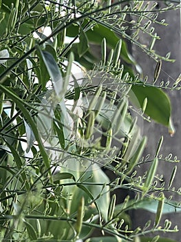 Kariyat plant or Andrographis paniculata.green leaves and small flower around tree