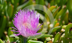 Karkalla or pigface. Karkalla in bloom. Blooming putple flower. Carpobrotus rossii photo