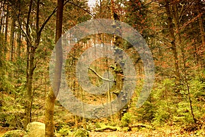 Karkonoski National Park, Szklarska Poreba, Poland. Forest background