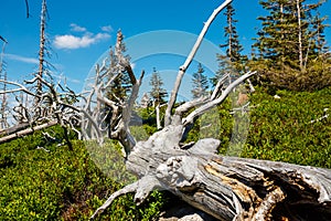 Karkonosze National Park in beautiful green colors