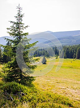 Karkonosze - Polish mountains. Mountains, trails and vegetation in the summer