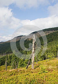 Karkonosze - Polish mountains. Mountains, trails and vegetation in the summer