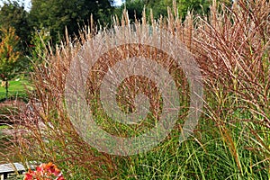 Karl Foerster Grass, Calamagrostis acutiflora grows in park landscape. Popular beautiful perennial Ornamental Feather reed grass