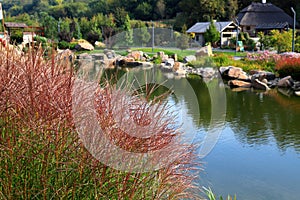 Karl Foerster Grass, Calamagrostis acutiflora grows in park landscape. Popular beautiful perennial Ornamental Feather reed grass