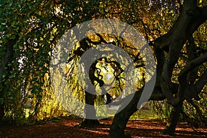 Karlsruhe, Germany: Weeping beech in Karlsruhe at sunset