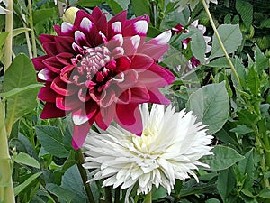 Karma yin yang and Snowy dahlia