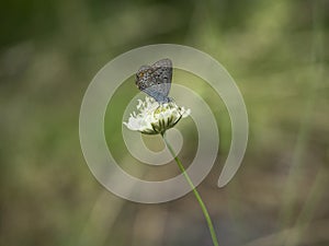 Karner Blue Butterfly
