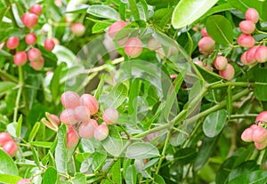 Karonda or Carunda Fruits