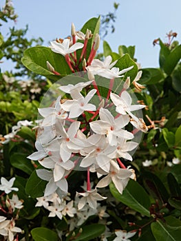 Karonda flower