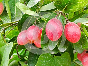Karonda fruit