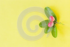 Karonda Fruit,Minimal style