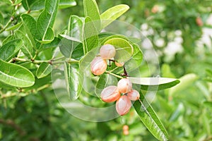 Karonda fruit on tree