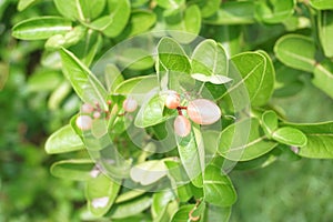 Karonda fruit on tree