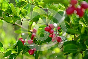 Karonda fruit on tree