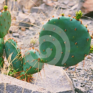 Karoo cactus desert lands