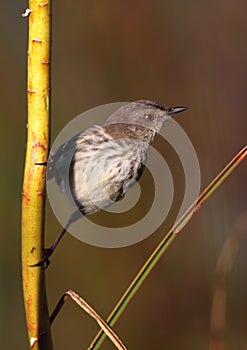 Karoo Prinia