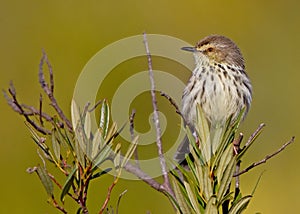 Karoo Prinia