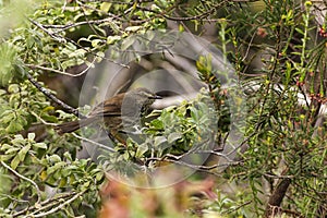 Karoo Prinia bird bush